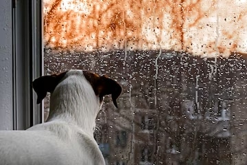La fobia de las mascotas a la lluvia y los rayos existe: veterinarios de la UNA dan recomendaciones a los dueños
