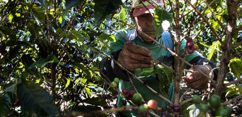 Actividad económica de Costa Rica crece pero la agricultura reduce su producción