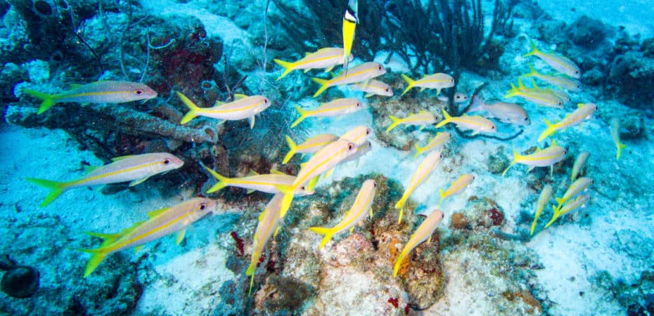 Cumbre en Costa Rica: Francia urge a cuidar los océanos en lucha contra cambio climático