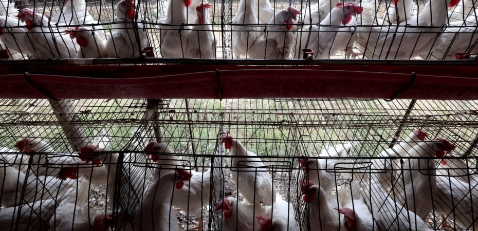 Ministerio de Salud mantiene vigilancia en Costa Rica por la gripe aviar en el mundo