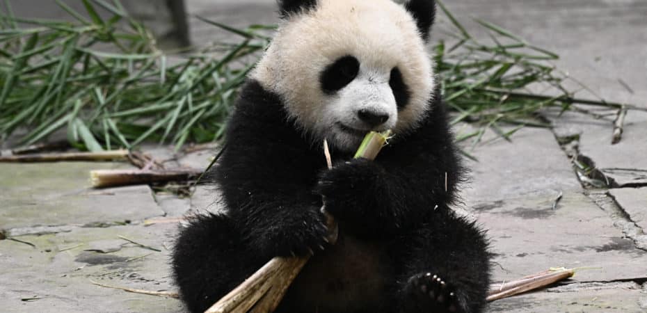 Fotos | Pandas nacidos en el exterior ayudan a China a recuperar población silvestre