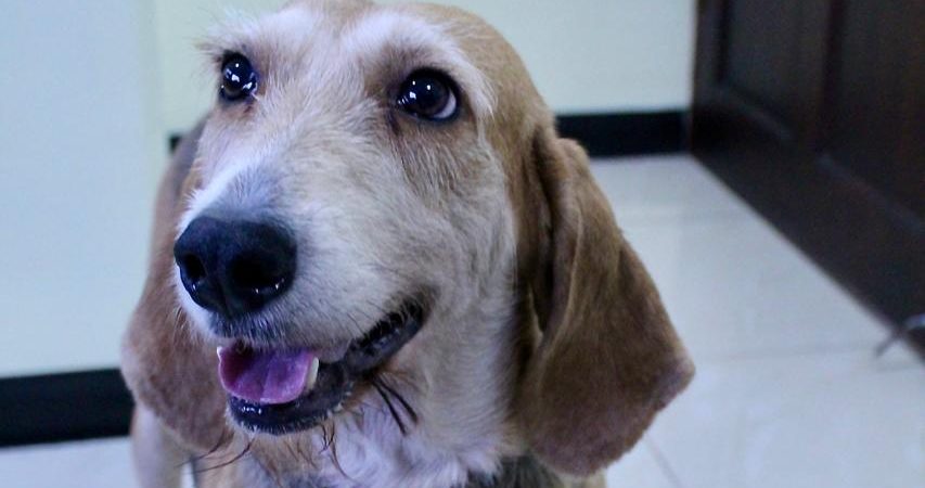 Senasa sin recursos para atender perros decomisados: 20 animales esperan un hogar